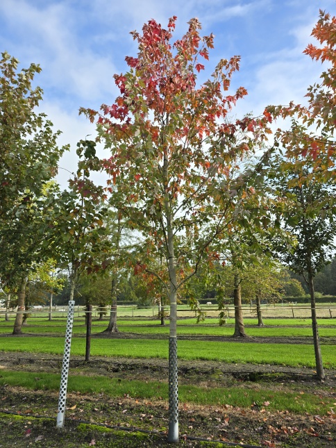 Esdoorn 'Autumn Blaze' herfstkleuren