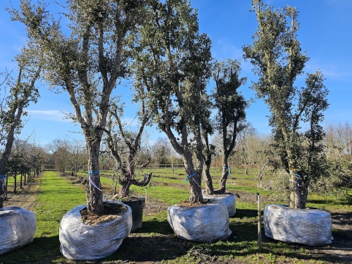 quercus suber meerstammen