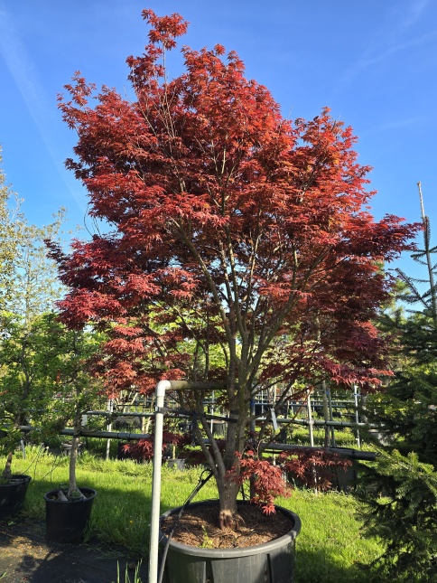 Japanse Esdoorn 'Red Emperor'