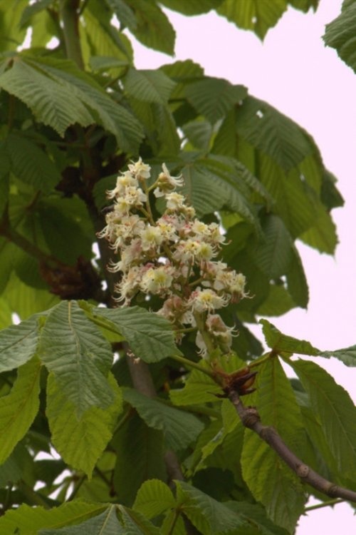 Paardenkastanje - Aesculus hippocastanum 'Umbraculifera'
