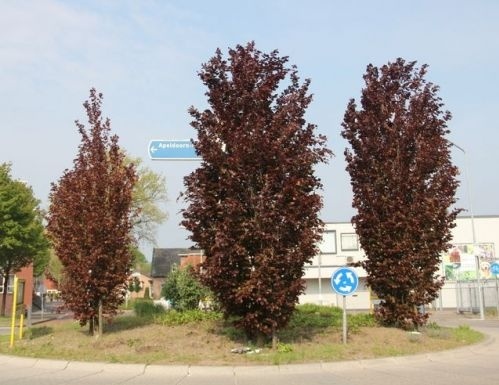 Paarse Zuilbeuk - Fagus sylvatica 'Dawyck Purple'