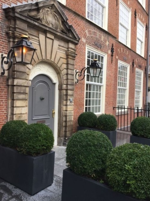 Palmboompje - Buxus sempervirens