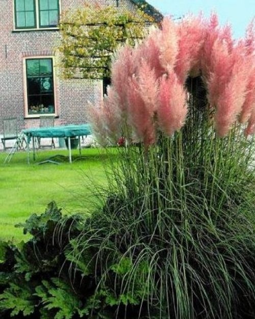 Roze pampasgras of roze sierriet