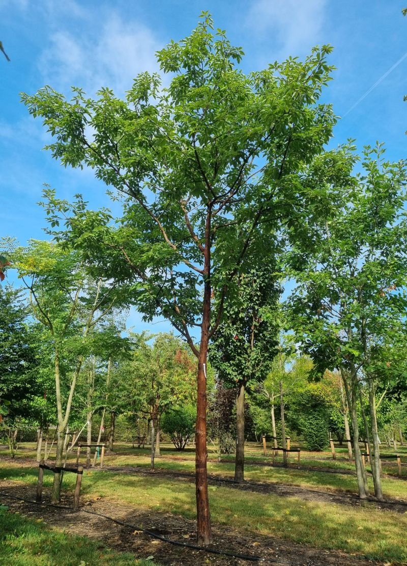 Papieresdoorn 'nikoense' kleine boom
