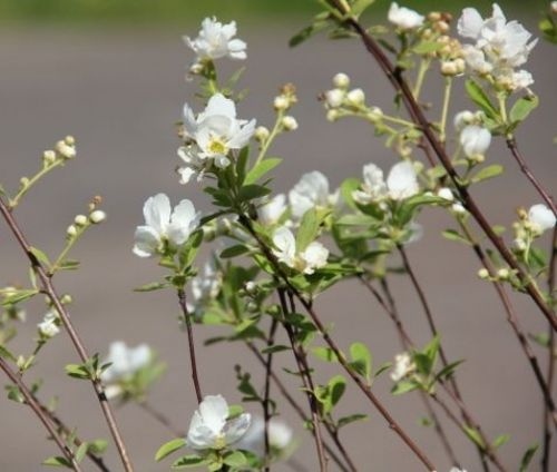Parelstruik 'Niagara' - Exochorda racemosa 'Niagara'