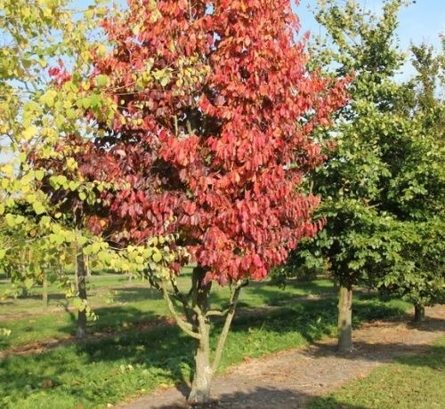 Parrotia persica Vanessa herfstkleuren