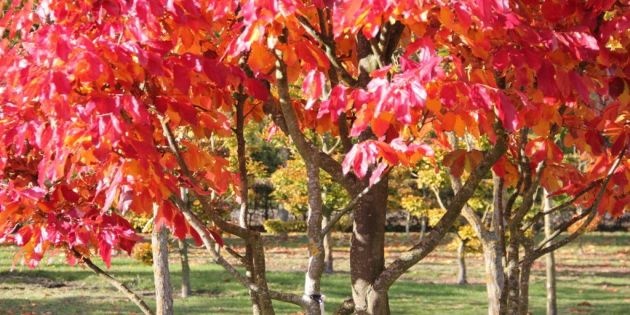 Parrotia