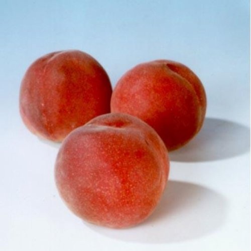 Perzik 'Charles Ingouf'  - Prunus persica 'Charles Ingouf'