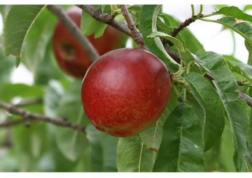 Perzik 'Peregrine' - Prunus persica 'Peregrine'