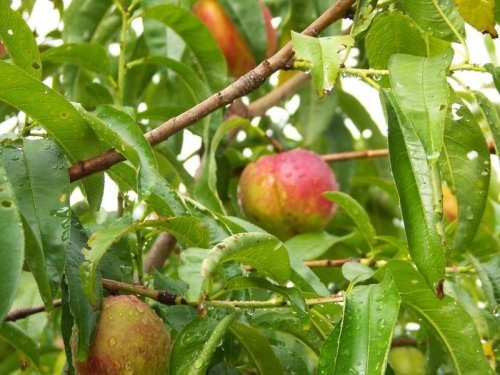 Perzik 'Vaes Oogst'  - Prunus persica 'Vaes Oogst'