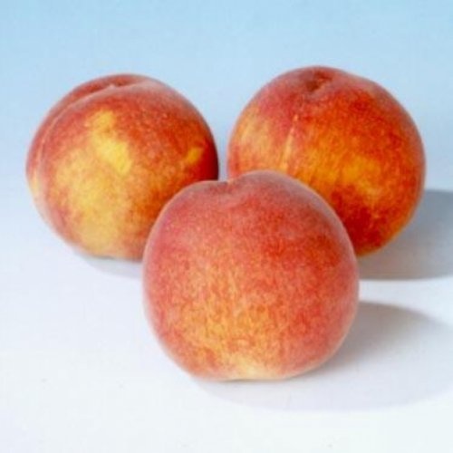 Perzik 'Wassenberger'  - Prunus persica 'Wassenberger'