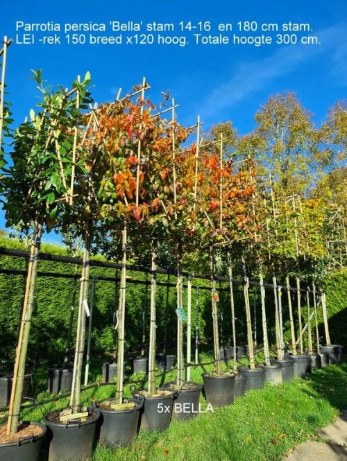 Blad Parrotia persica 'Bella'