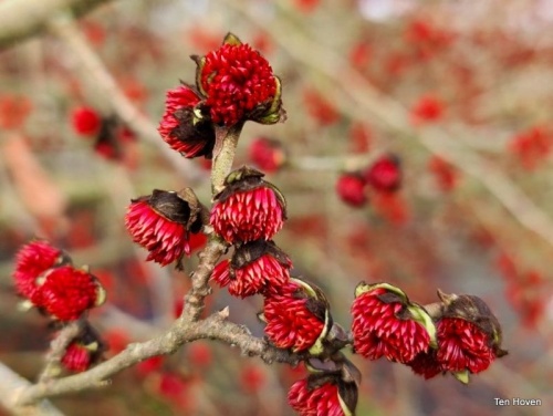 Parrotia persica 'Vanessa' winterbloei
