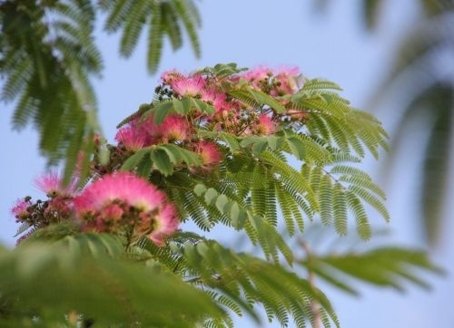 Perzische Slaapboom 'Rosea' met geopend blad en fraaie bloemen