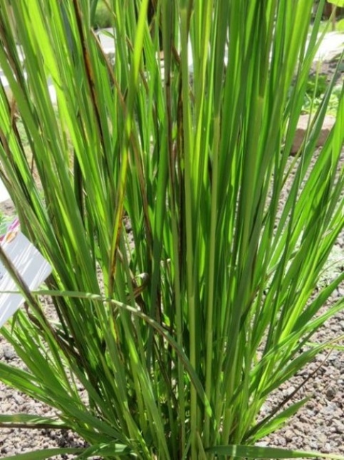 Pijpestrootje 'Windspiel' - Molinia arundinacea 'Windspiel'