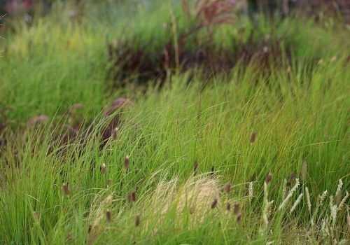 Pijpestrootje - Molinia caerulea 'Moorhexe'