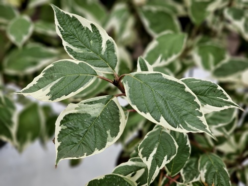 Cornus Alba Sibirica Variegata HERFST
