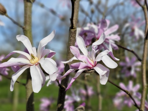 Magnolia 'Leonard Messel' bloeit al in maart