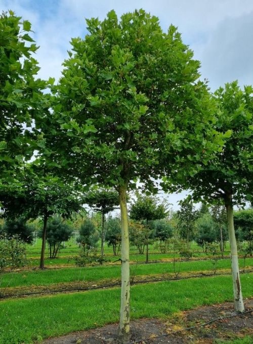 Plataan uitzoeken als particulier? Kom naar onze kwekerij in Apeldoorn! 