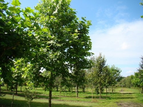 Plataan 'Malburg' jonge bomen