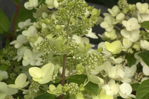 Pluimhortensia 'Grandiflora' - vakbeplanting met witte bloesem