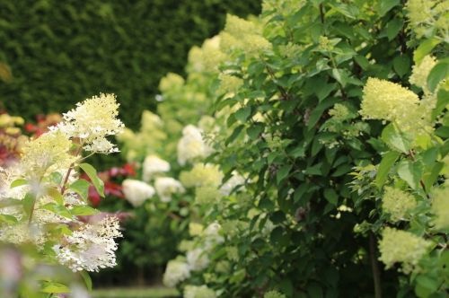 Hydrangea paniculata 'Limelight'  boompje op stam
