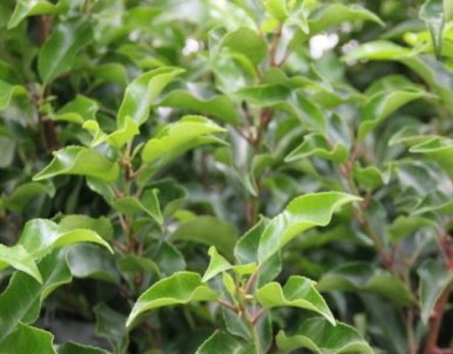 Prunus lusitanica 'Brenelia'