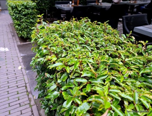 Prunus lusitanica 'Angustifolia'