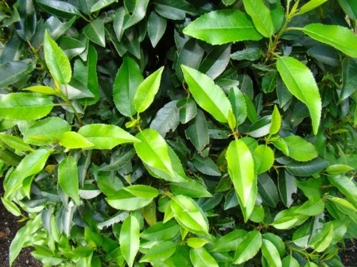 Portugese Laurierkers - Prunus lusitanica 'Angustifolia'