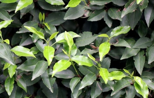 Prunus lusitanica ‘Angustifolia’, haagscherm