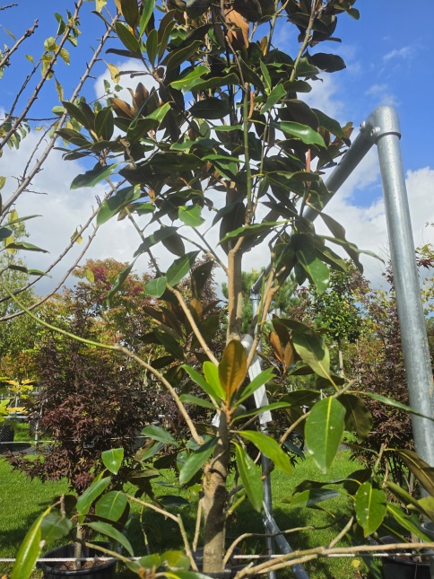 Groenblijvende Magnolia