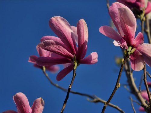 Magnolia 'Galaxy', bloeit vanaf eind maart