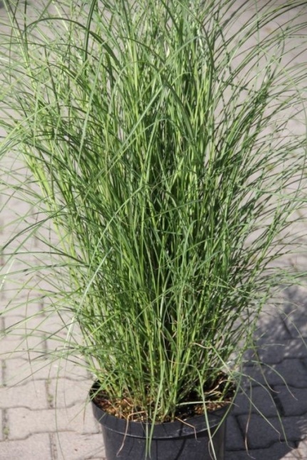 Miscanthus 'Kleine Silberspinne' siergras