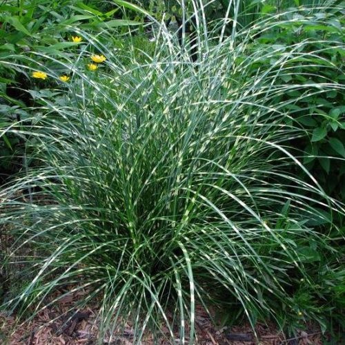 Groen gras met gele strepen in fraaie pollen: siergras 'Little Zebra'