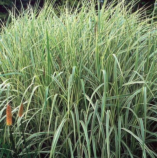 Miscanthus sinensis 'Variegatus' is een bontkleurig Prachtriet