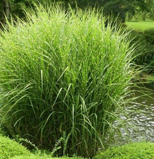 Miscanthus sinensis 'Zebrinus' detailfoto met bontkleurig blad . september