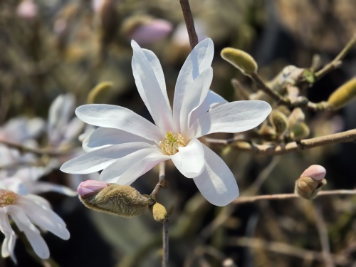 Magnolia stellata bloeit al vroeg halverwege maart