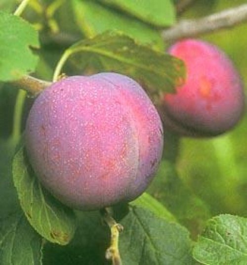 Pruim 'Avalon'  - Prunus domestica 'Avalon'