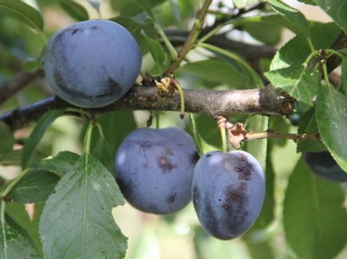 Pruim 'Belle de Louvain'  - Prunus domestica 'Belle de Louvain'