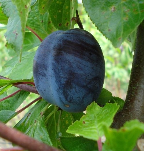 Pruim "Bluefre" - Prunus domestica 'Bluefre'