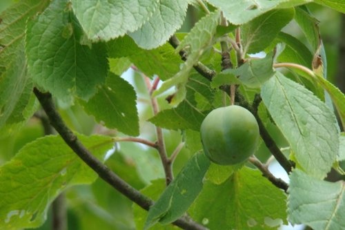 Pruim 'Dubbele Boerenwitte'  - Prunus domestica 'Dubbele Boerenwitte'