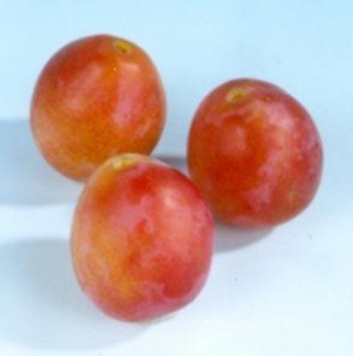 Pruim "Early Laxton"  - Prunus domestica 'Early Laxton'