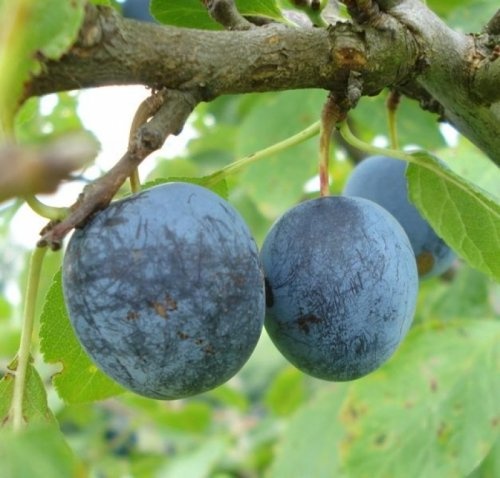 Pruim "Early Prolific"  - Prunus domestica 'Early Prolific'