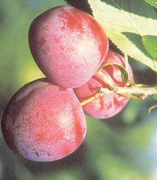 Pruim "Excalibur" - Prunus domestica 'Excalibur'