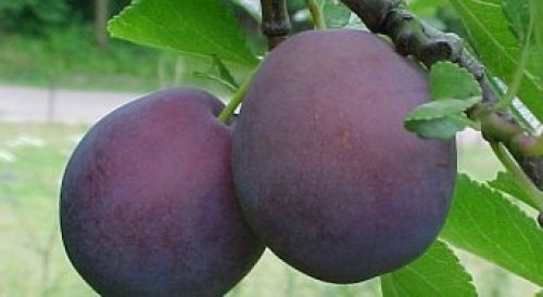 Pruim 'Monsieur Hatif'  - Prunus domestica 'Monsieur Hatif'