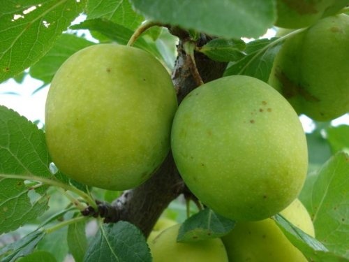 Pruim "Ontario" - Prunus domestica 'Ontario'