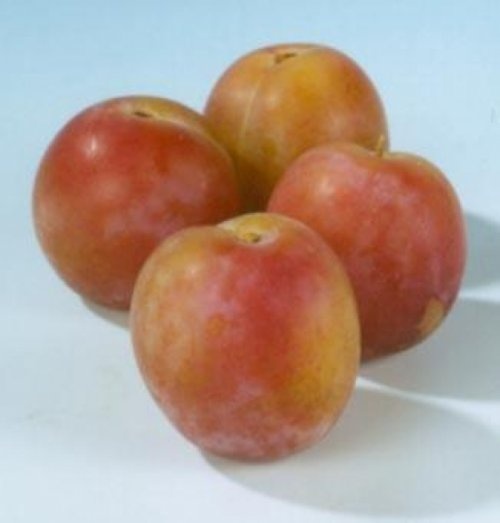 Pruim 'Reine Claude van Schouwen'  - Prunus domestica 'Reine Claude van Schouwen'