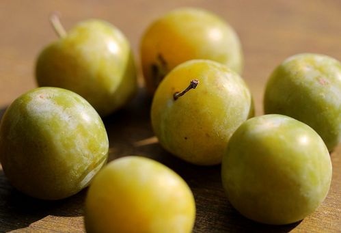 Pruim 'Reine Claude Verte'  - Prunus domestica 'Reine Claude Verte'