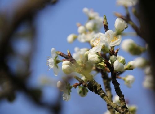 Pruim 'Reine Claude Verte'  - Prunus domestica 'Reine Claude Verte'