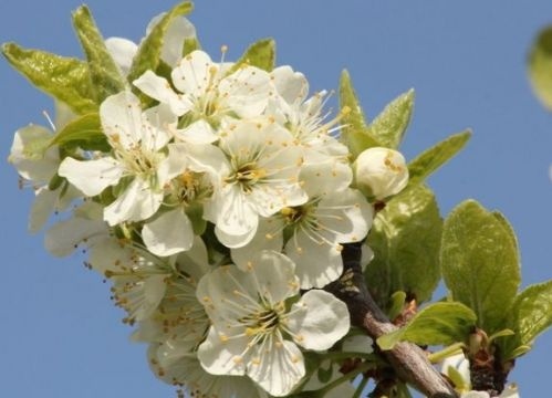 Pruim 'Santa Rosa' - Prunus domestica 'Santa Rosa'